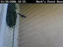 Bird At the Door