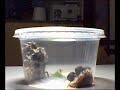 My Crazy Leafcutter Queen Ant! My Crazy Leafcutter Queen Ant!