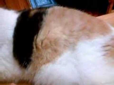三毛猫ぽめ店長 の タポタポお腹Youtube(ユーチューブ・ゆーちゅーぶ)・Dailymotion動画