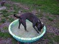 Louie splashing in a kiddie pool