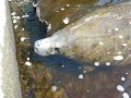 Huge Manatee Huge Manatee