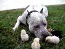 Pit Bull & Chicks