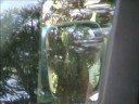 Crazy Cardinal attacks Car Mirror