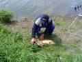 videos de Balotesti fieni