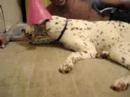 Brincando com a cachorra