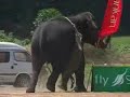 Elefante imbizzarrito attacca auto e persone