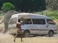Angry Elephant
