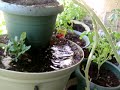 Garden Update (2 of 3) - August 2, 2008