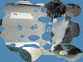Chat Éclair