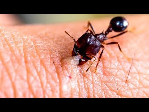 10 Harmful Bugs to Avoid at all Costs!