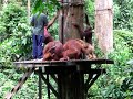 Sepilok Orang Utan Rehabilitation Centre