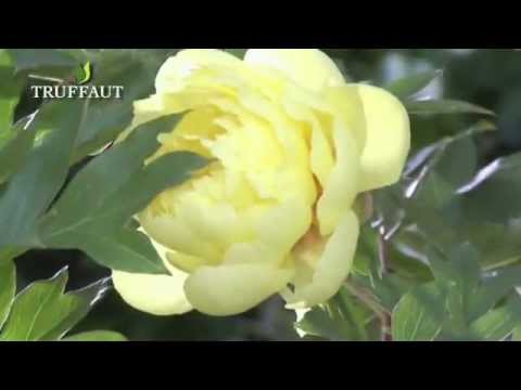 how to transplant daphne odora