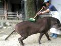 videos de rub the tapir.