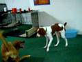 videos de Barney N Buddy - Good Friends