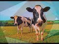 mad-cow-news-broadcast.html