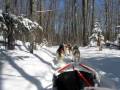 2009-03-18 | Dogsledding Adventure 1 ~> Dogsledding in northern Wisconsin, March 2009 Home video shot from a dogsled, taken while mushing with Wolfsong ... (0:15)