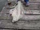 Brooke shows how she throws and cast net and catches a bass.