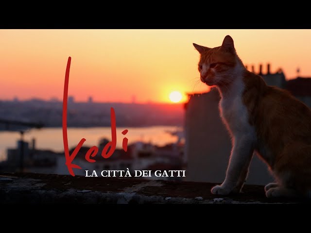 Anteprima Immagine Trailer Kedi. La città dei gatti, trailer ufficiale italiano