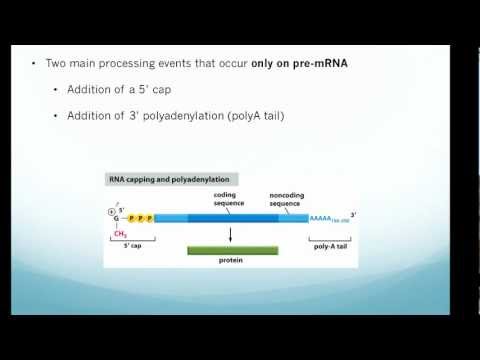 how to turn mrna into trna