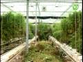 Alcohol en cannabis naar 18 jaar