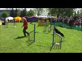 Click here to watch this video Bambi aility Łodz 2011 05 07