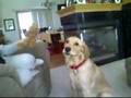 Daisy-the-Singing-Do