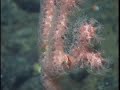 Destructive Trawling: Reefs to Rubble - oceana.org