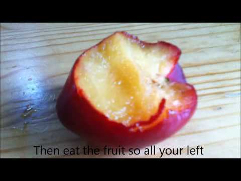 how to care plum tree