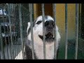 Spaanse Honden in Nood Spaanse Honden in Nood