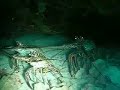 Upon entering a cave, I discovered this colony of 17 lobsters while diving with Couples Swept Away at 11:24 on 20th October 2006. I feel it is better on this ocaision to keep the location of the site a secret in the hope that these lobsters will not end up in the cooking pot.