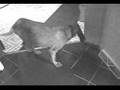 Bloodhound video