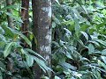 Ghillie DEMO