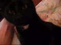 My Crazy Cats