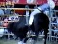 videos de El Intocable de Memo Ocampo destrozando al Jinete