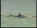 jackass-shark.html