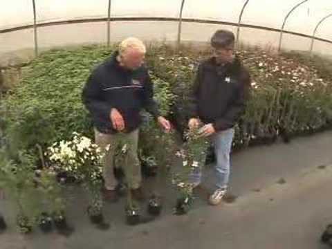 Champoeg Horticulure & Clematis