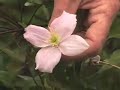 Champoeg Horticulure & Clematis