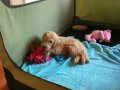 Goldendoodle puppy