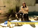 Ping�ins no ZOONIT - RJTV