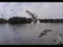 Seagulls Feeding Frenzy in Florida Seagulls Feeding Frenzy in Florida