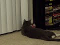 Cat STILL Hates Soda!!