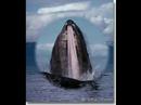 Humpback Whales