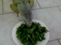 drago eating one (of several) plates of food per day. :)
what's on the menu: collard greens, watercress, and turnip greens.