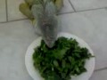 drago eating one (of several) plates of food per day. :)
what's on the menu: collard greens, watercress, and turnip greens.