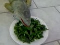 drago eating one (of several) plates of food per day. :)
what's on the menu: collard greens, watercress, and turnip greens.