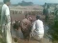 mud Donkey in pakistan.mp4