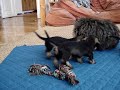 Böbe mama