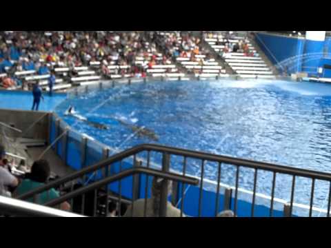 killer whale