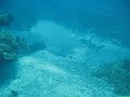 Shark at Lembongan