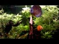 Guarda video